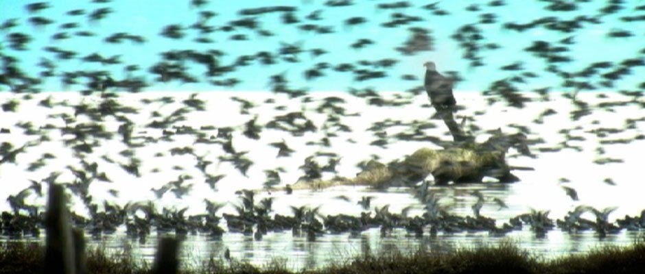 Eagle Among The Swarm